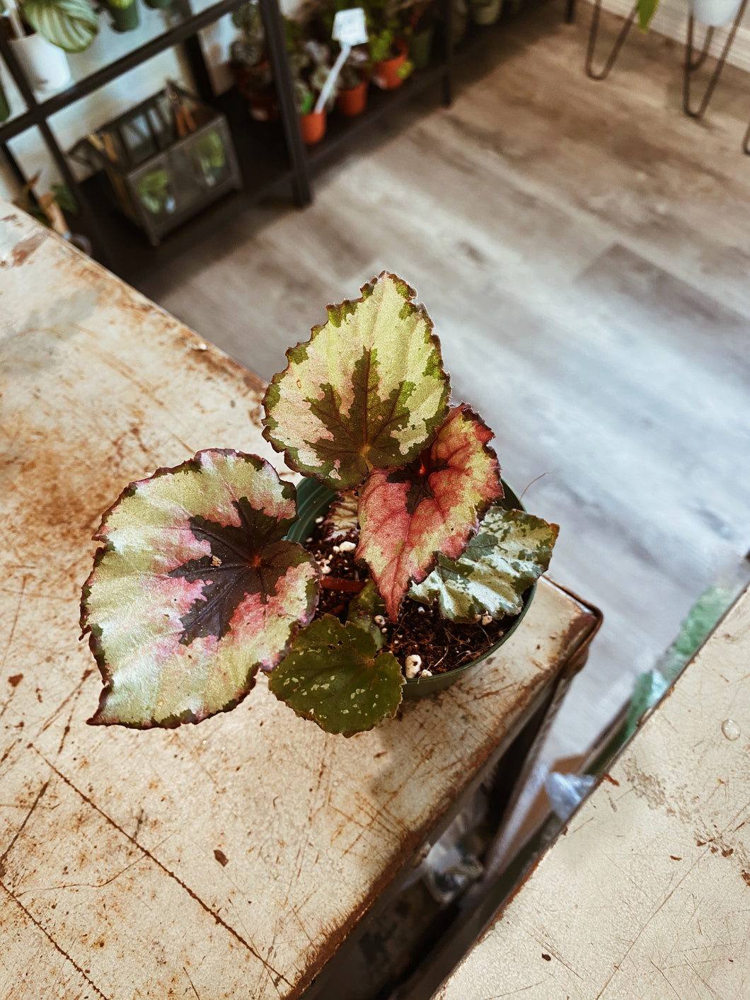Begonia Rex 'Kotobuki'