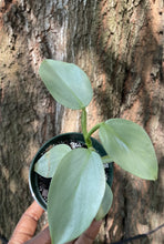 Load image into Gallery viewer, Philodendron hastatum (silver sword) 4&quot;
