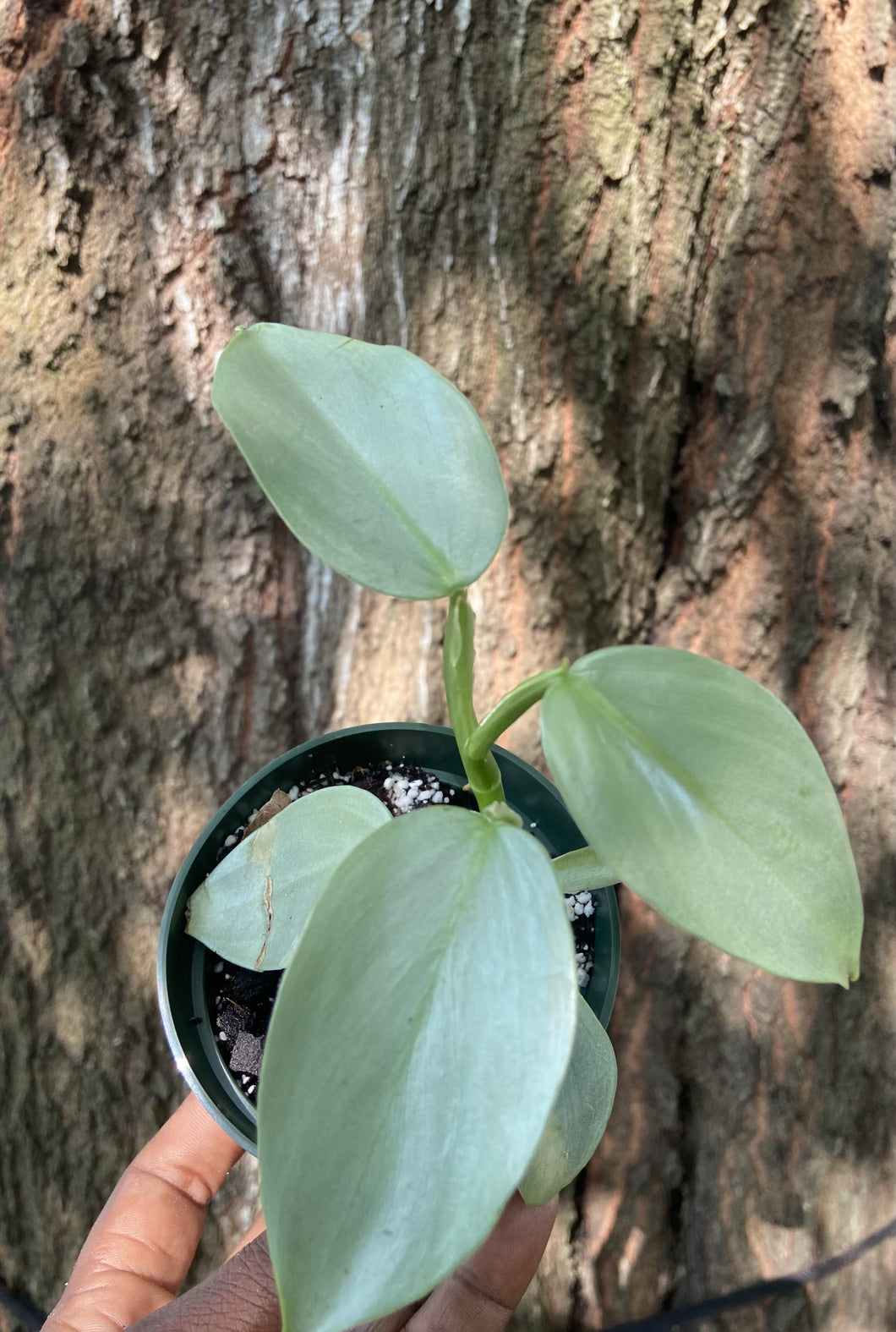 Philodendron hastatum (silver sword) 4